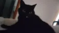 Mimi