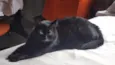 Mimi