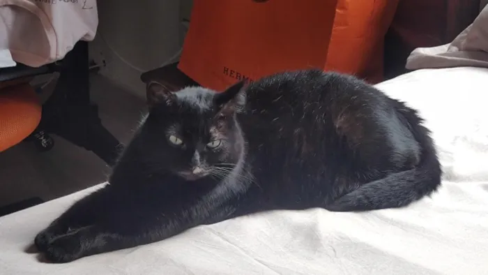 Gato raça SRD-ViraLata idade 6 ou mais anos nome Mimi