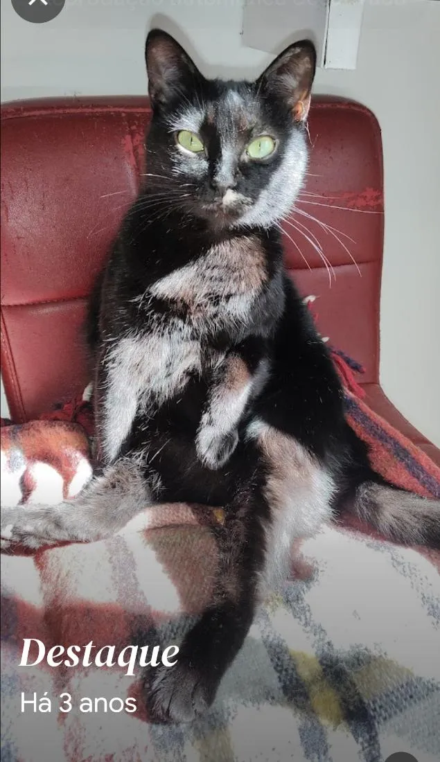 Gato raça SRD-ViraLata idade 6 ou mais anos nome Mimi