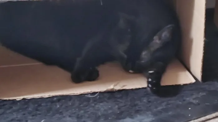 Gato raça SRD-ViraLata idade 6 ou mais anos nome Mimi