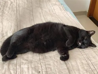 Gato raça SRD-ViraLata idade 6 ou mais anos nome Mimi
