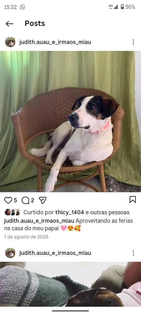 Cachorro raça SRD-ViraLata idade 4 anos nome judith