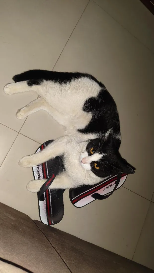 Gato raça SRD-ViraLata idade 3 anos nome Floquinho 