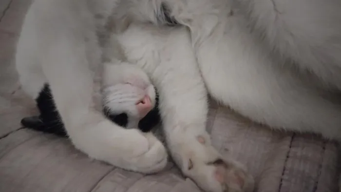 Gato raça SRD-ViraLata idade 3 anos nome Floquinho 