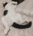 Floquinho 