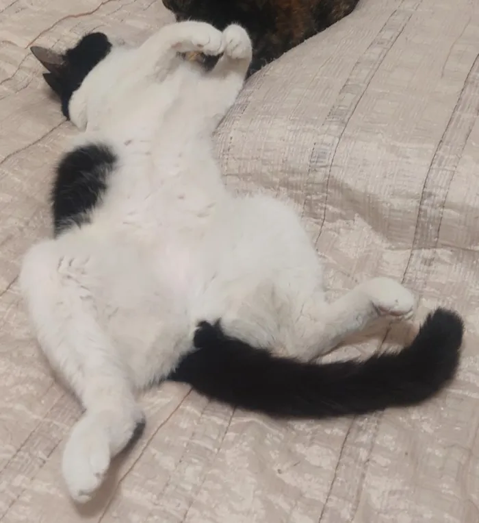 Gato raça SRD-ViraLata idade 3 anos nome Floquinho 