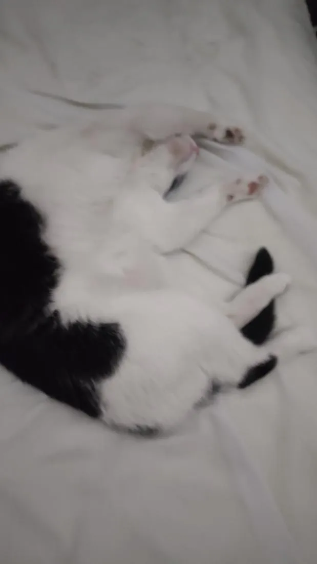 Gato raça SRD-ViraLata idade 3 anos nome Floquinho 
