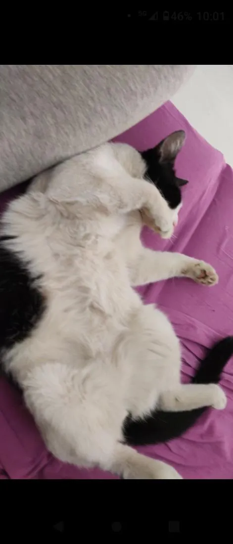 Gato raça SRD-ViraLata idade 3 anos nome Floquinho 