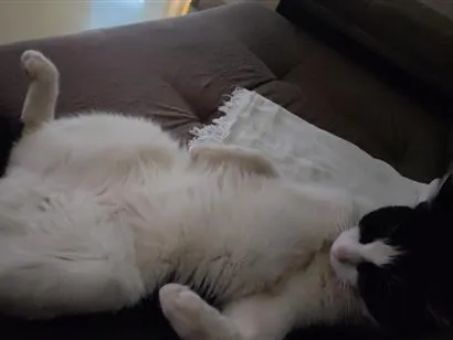 Gato raça SRD-ViraLata idade 3 anos nome Floquinho 