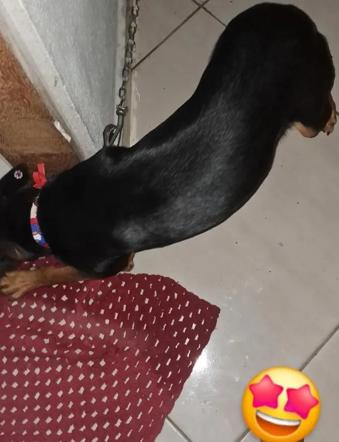 Cachorro raça SRD-ViraLata idade Abaixo de 2 meses nome shakira
