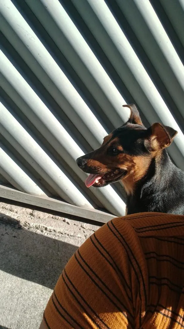Cachorro raça SRD-ViraLata idade Abaixo de 2 meses nome shakira