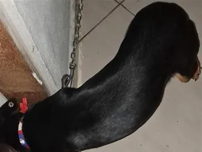 Cachorro raça SRD-ViraLata idade Abaixo de 2 meses nome shakira