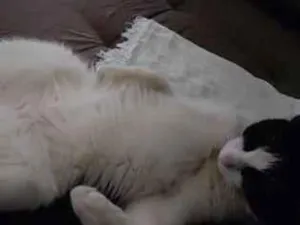 Gato raça SRD-ViraLata idade 3 anos nome Floquinho 