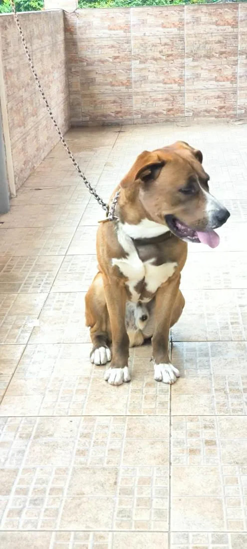 Cachorro raça SRD-ViraLata idade 1 ano nome Beethoven 