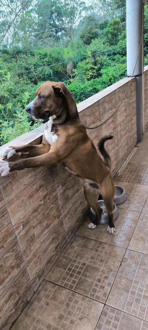 Cachorro raça SRD-ViraLata idade 1 ano nome Beethoven 