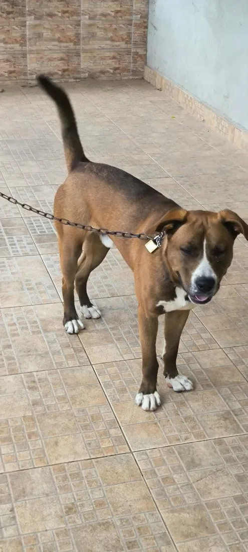 Cachorro raça SRD-ViraLata idade 1 ano nome Beethoven 