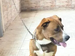 Cachorro raça SRD-ViraLata idade 1 ano nome Beethoven 