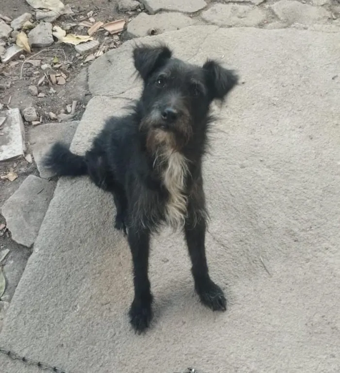 Cachorro raça SRD-ViraLata idade 1 ano nome pretinho 