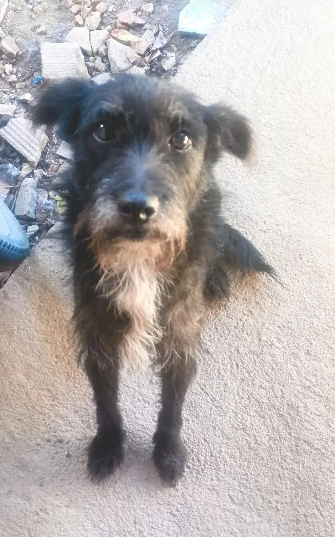 Cachorro raça SRD-ViraLata idade 1 ano nome pretinho 