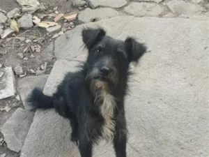 Cachorro raça SRD-ViraLata idade 1 ano nome pretinho 