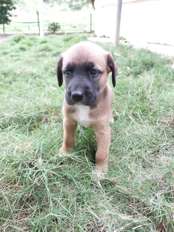 Cachorro raça SRD-ViraLata idade Abaixo de 2 meses nome THOR