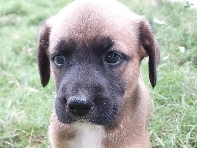 Cachorro raça SRD-ViraLata idade Abaixo de 2 meses nome THOR