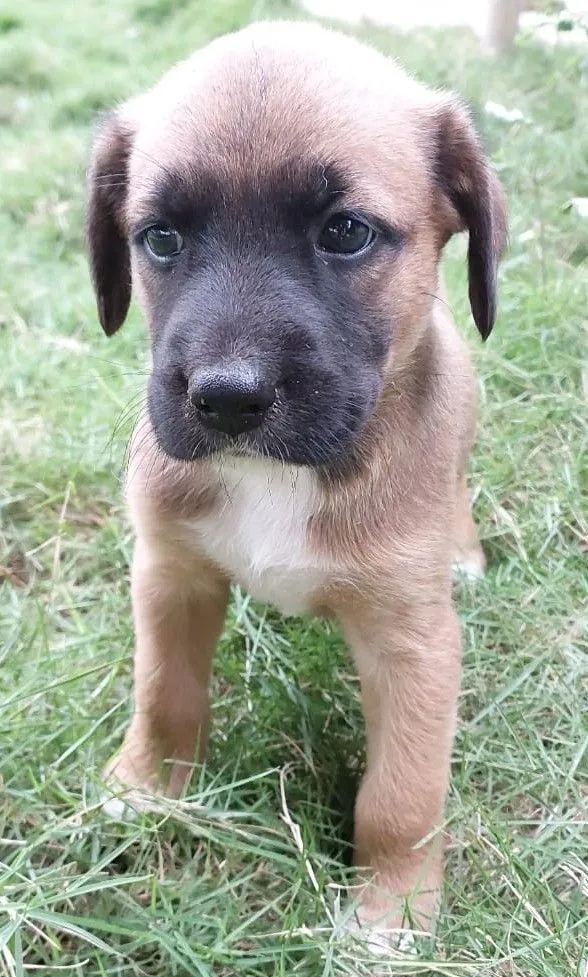 Cachorro raça SRD-ViraLata idade Abaixo de 2 meses nome THOR