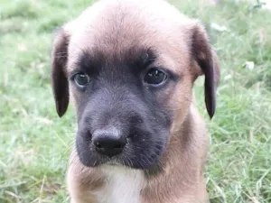 Cachorro raça SRD-ViraLata idade Abaixo de 2 meses nome THOR