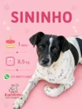 Sininho