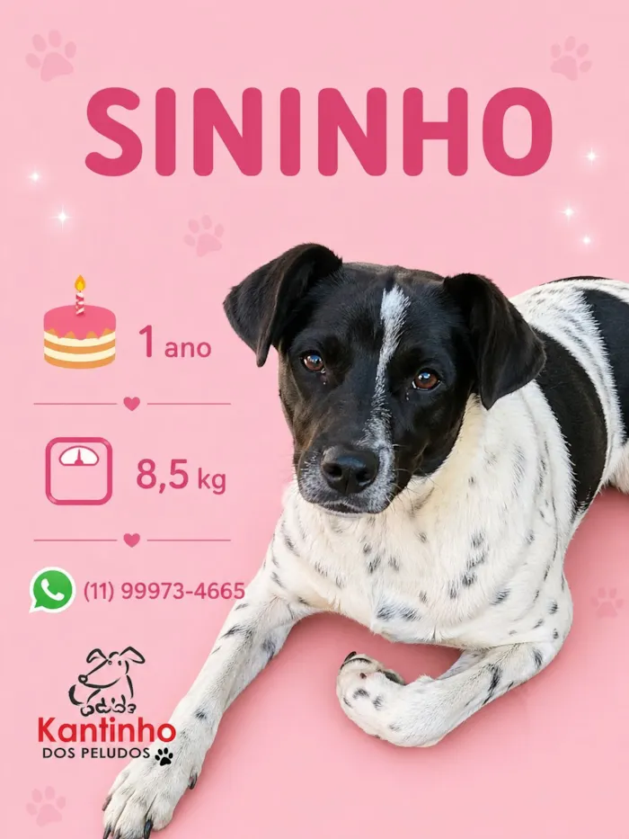 Cachorro raça SRD-ViraLata idade 1 ano nome Sininho