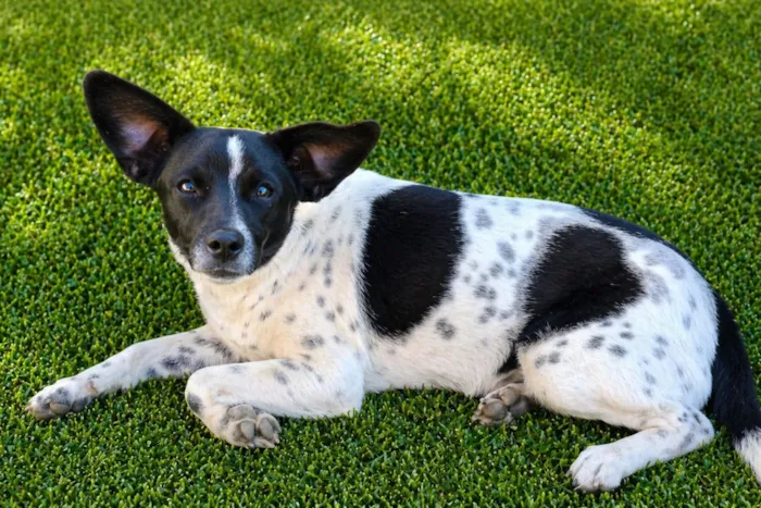 Cachorro raça SRD-ViraLata idade 1 ano nome Sininho