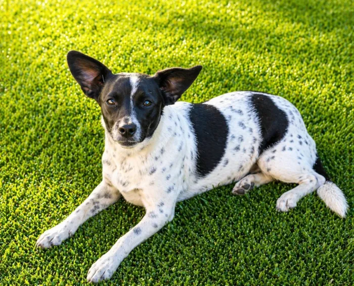 Cachorro raça SRD-ViraLata idade 1 ano nome Sininho