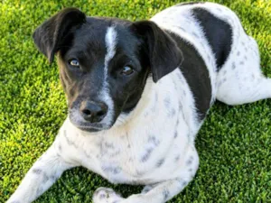 Cachorro raça SRD-ViraLata idade 1 ano nome Sininho