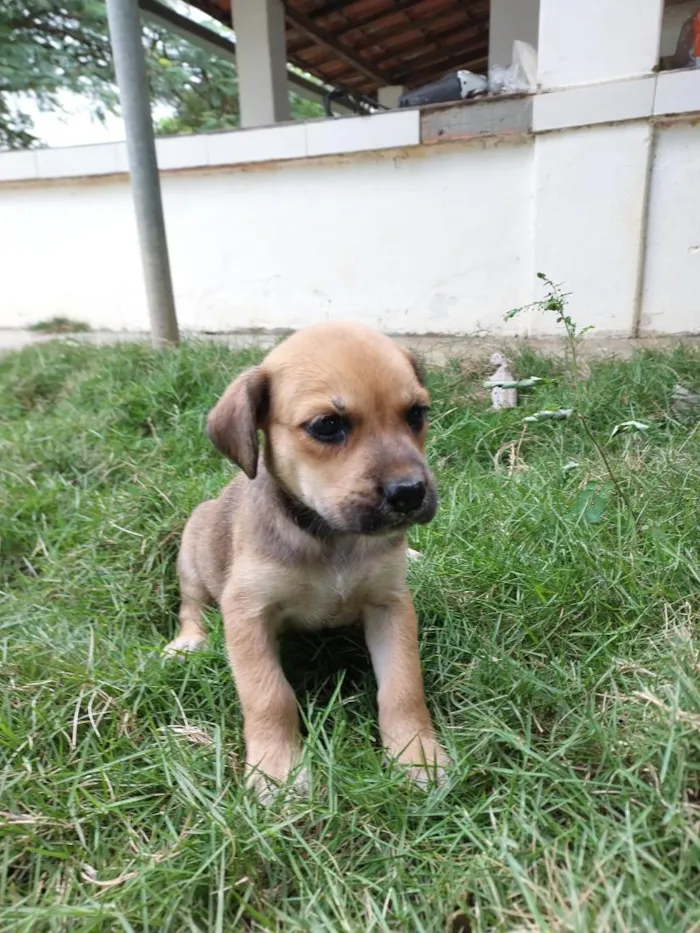 Cachorro raça SRD-ViraLata idade 2 a 6 meses nome AMORA