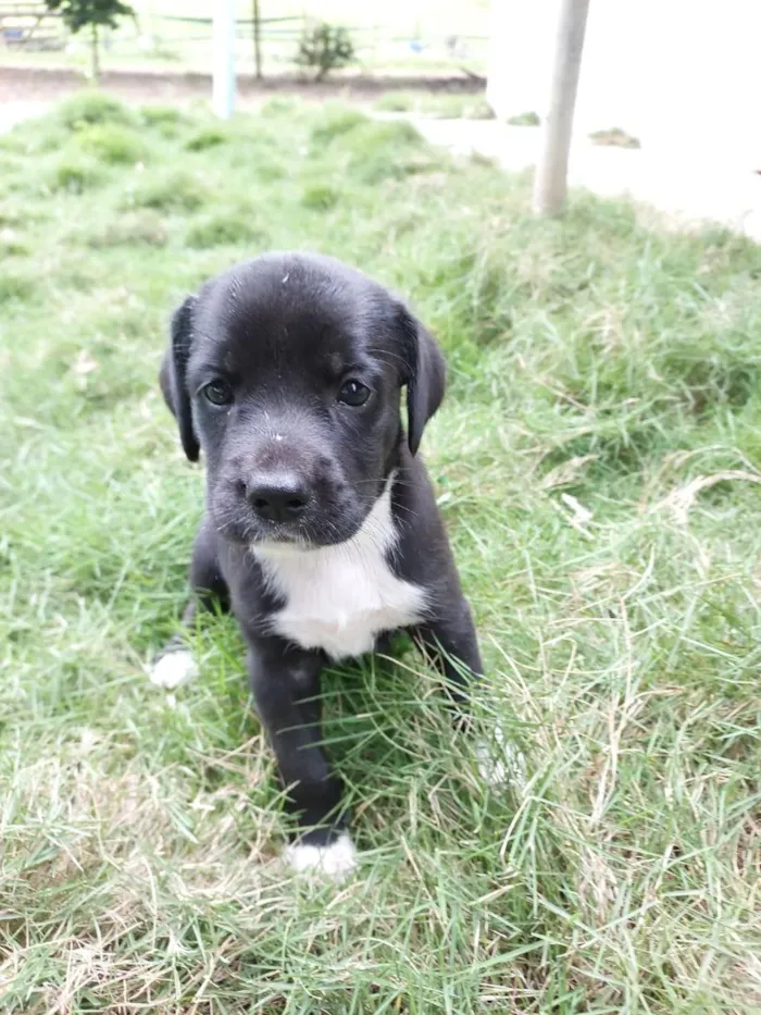 Cachorro raça SRD-ViraLata idade Abaixo de 2 meses nome LOLA