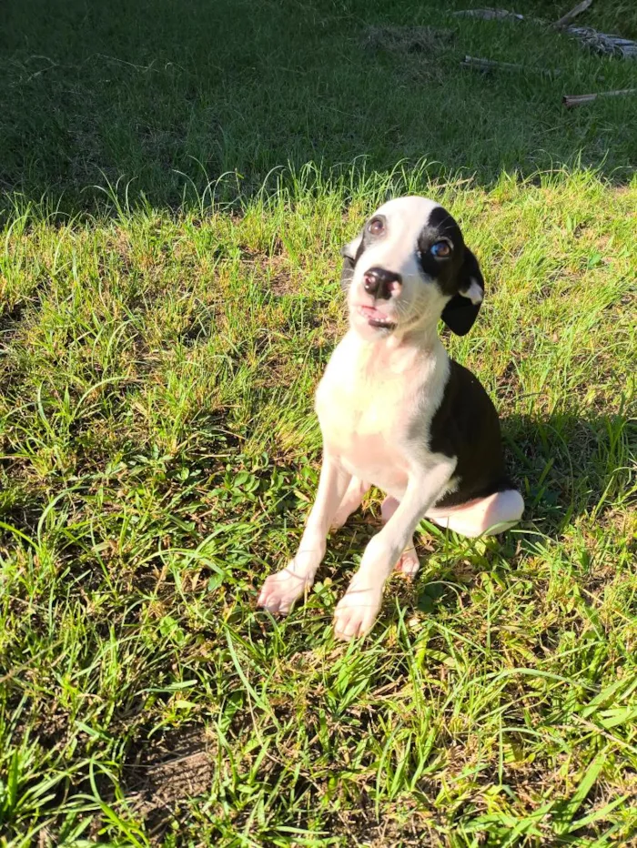 Cachorro raça SRD-ViraLata idade 2 a 6 meses nome Bandit