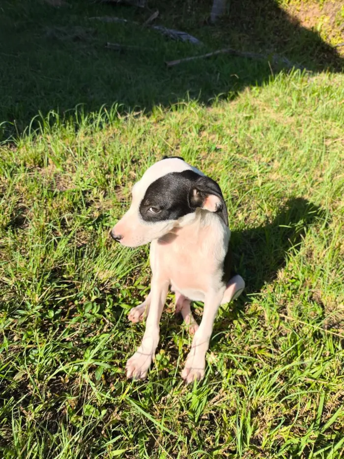 Cachorro raça SRD-ViraLata idade 2 a 6 meses nome Bandit