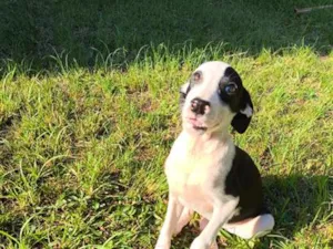 Cachorro raça SRD-ViraLata idade 2 a 6 meses nome Bandit