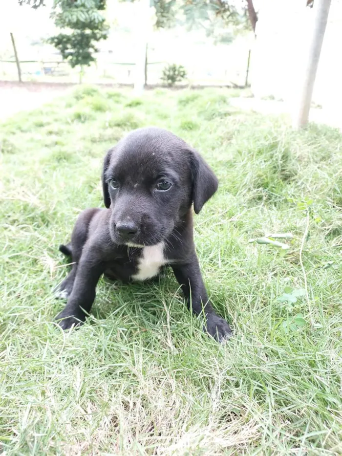 Cachorro raça SRD-ViraLata idade Abaixo de 2 meses nome MAX