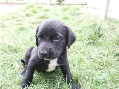Cachorro raça SRD-ViraLata idade Abaixo de 2 meses nome MAX