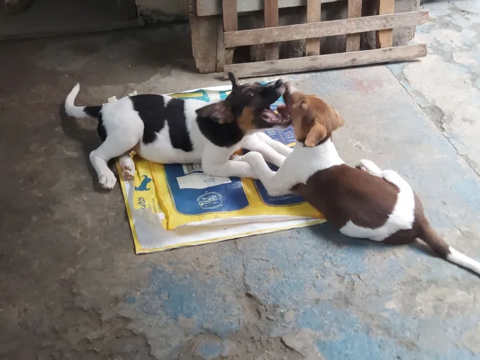 Cachorro raça SRD-ViraLata idade 2 a 6 meses nome Leo