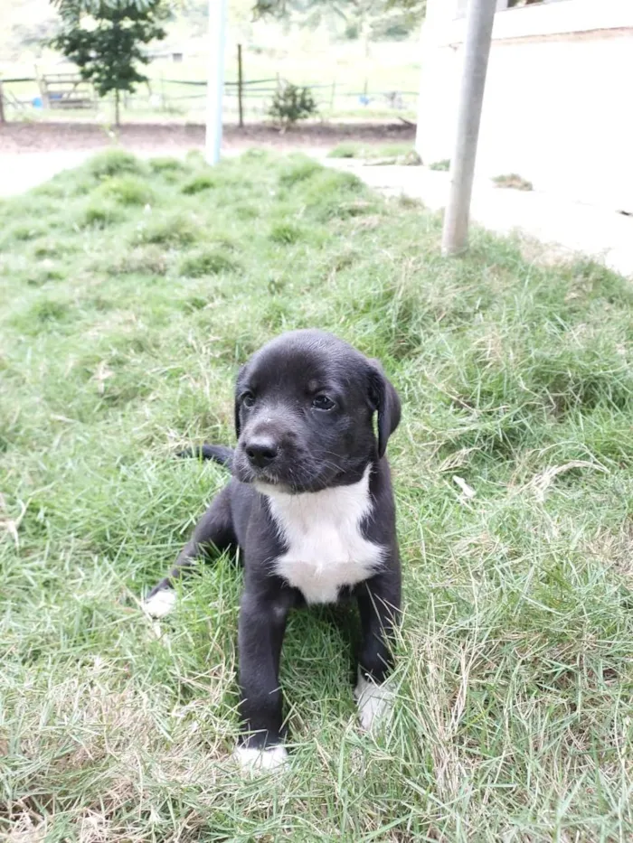 Cachorro raça SRD-ViraLata idade Abaixo de 2 meses nome PRINCESA