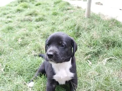 Cachorro raça SRD-ViraLata idade Abaixo de 2 meses nome PRINCESA
