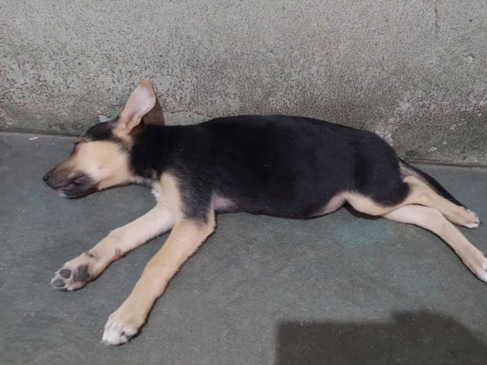 Cachorro raça Pastor Belga idade 2 a 6 meses nome zoe
