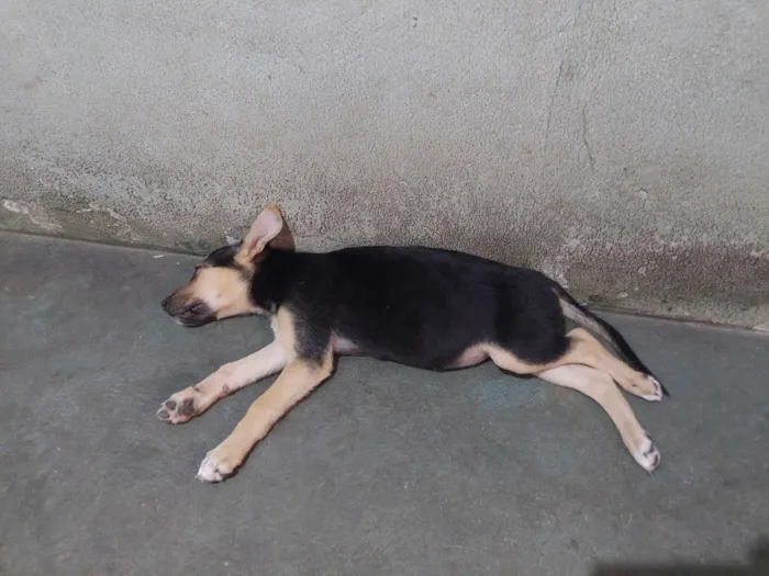 Cachorro raça Pastor Belga idade 2 a 6 meses nome zoe