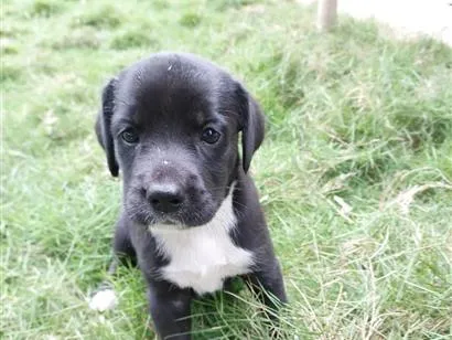 Cachorro raça SRD-ViraLata idade Abaixo de 2 meses nome MAYA