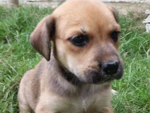 Cachorro raça SRD-ViraLata idade Abaixo de 2 meses nome AMORA