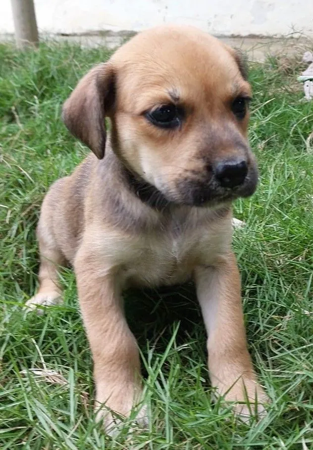 Cachorro raça SRD-ViraLata idade Abaixo de 2 meses nome AMORA