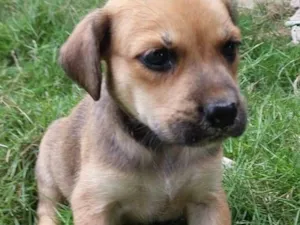 Cachorro raça SRD-ViraLata idade Abaixo de 2 meses nome AMORA